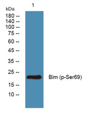 Bim (phospho-Ser69)  rabbit pAb