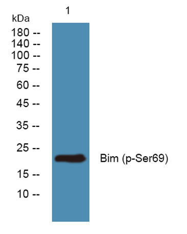 Bim (phospho-Ser69)  rabbit pAb
