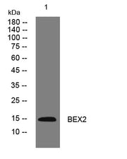 BEX2 rabbit pAb