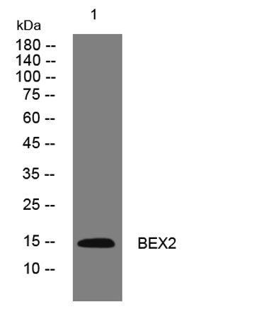BEX2 rabbit pAb