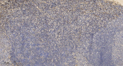 Beta-defensin 4A  Rabbit pAb