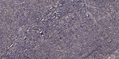 Beta-defensin 1  Rabbit pAb