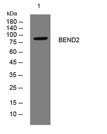 BEND2 rabbit pAb