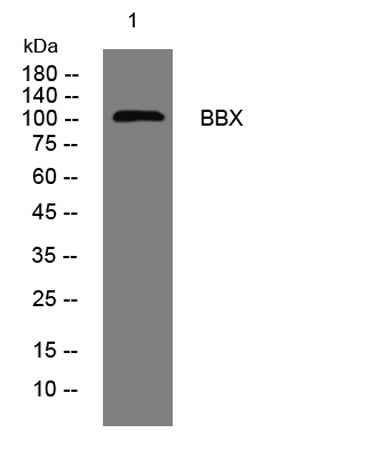 BBX rabbit pAb