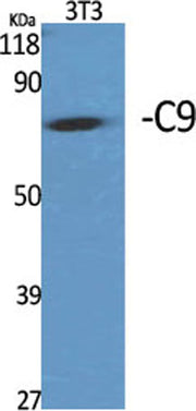 C9 rabbit pAb