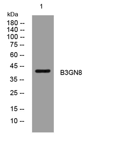 B3GN8 rabbit pAb