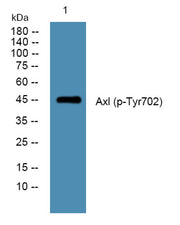 Axl (phospho-Tyr702)  rabbit pAb
