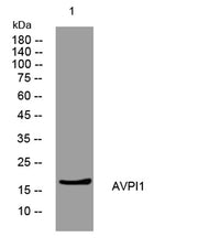 AVPI1 rabbit pAb