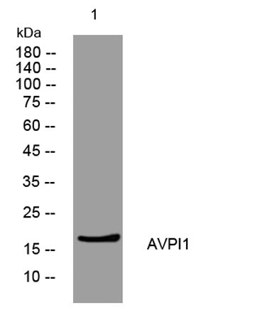 AVPI1 rabbit pAb