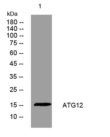 ATG12 rabbit pAb
