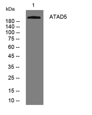 ATAD5 rabbit pAb