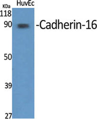 Cadherin-16 rabbit pAb