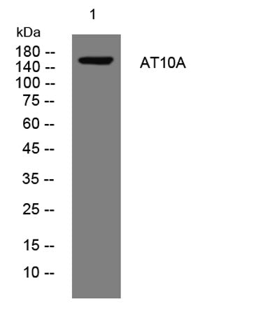 AT10A rabbit pAb