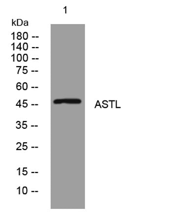ASTL rabbit pAb