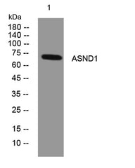 ASND1 rabbit pAb