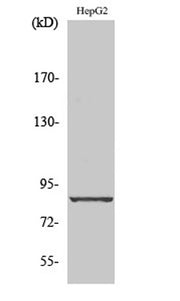 Cadherin-19 rabbit pAb