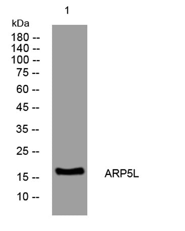 ARP5L rabbit pAb