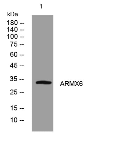 ARMX6 rabbit pAb