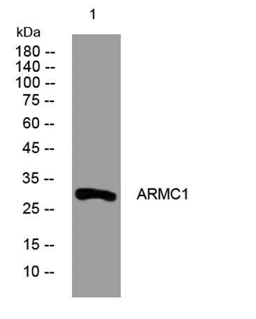 ARMC1 rabbit pAb