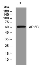 ARI3B rabbit pAb