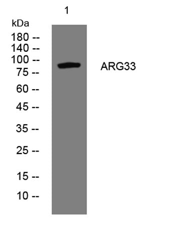 ARG33 rabbit pAb