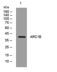ARC1B rabbit pAb
