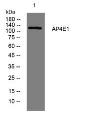 AP4E1 rabbit pAb