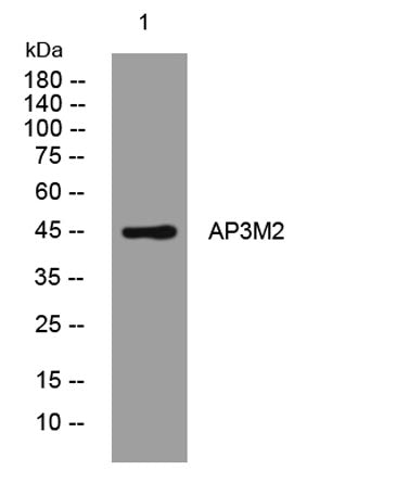 AP3M2 rabbit pAb