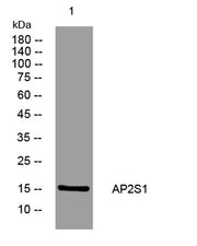 AP2S1 rabbit pAb