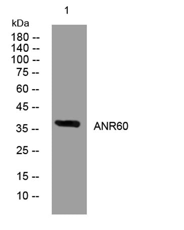 ANR60 rabbit pAb