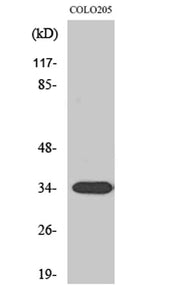 Calponin 2 rabbit pAb