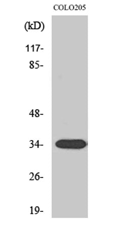 Calponin 2 rabbit pAb