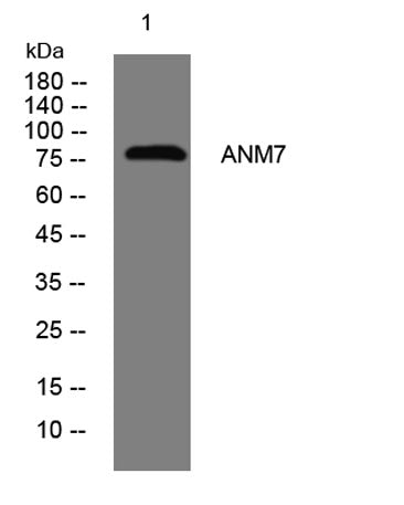 ANM7 rabbit pAb