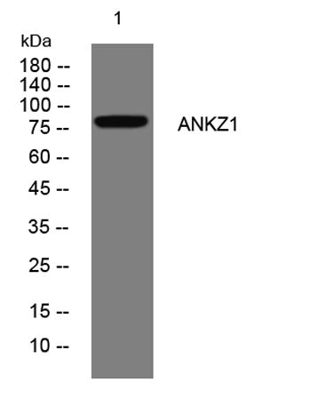 ANKZ1 rabbit pAb