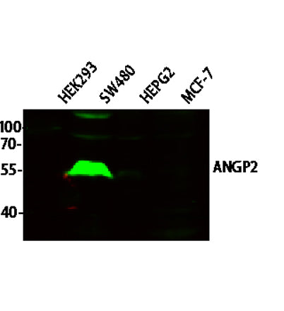 ANGP2 rabbit pAb