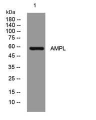 AMPL rabbit pAb