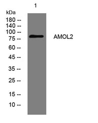 AMOL2 rabbit pAb