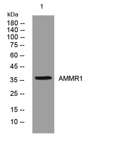 AMMR1 rabbit pAb