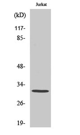 Carbonyl Reductase 3 rabbit pAb