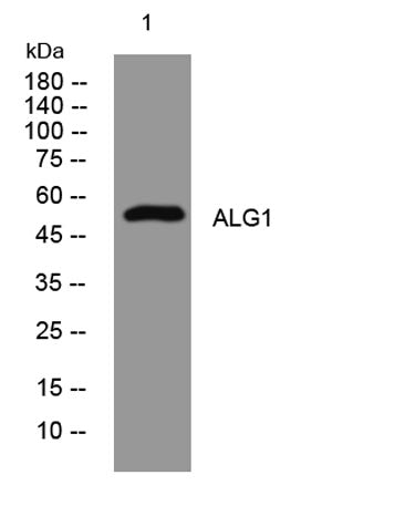 ALG1 rabbit pAb