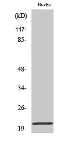 Cardiotrophin-1 rabbit pAb