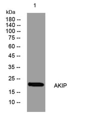 AKIP rabbit pAb