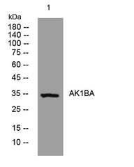AK1BA rabbit pAb