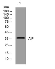 AIP rabbit pAb