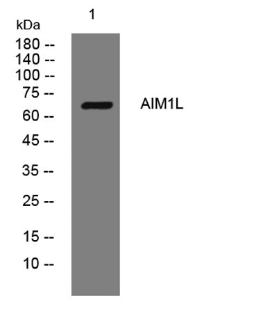 AIM1L rabbit pAb