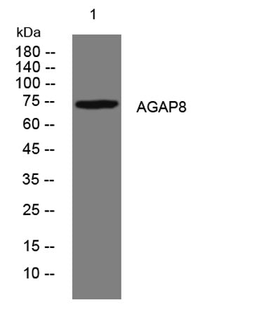 AGAP8 rabbit pAb