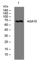AGA10 rabbit pAb