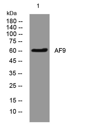 AF9 rabbit pAb