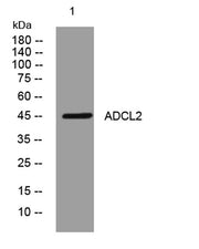 ADCL2 rabbit pAb
