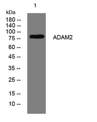 ADAM2 rabbit pAb